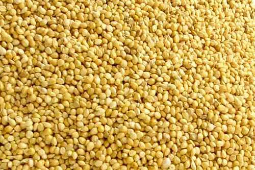 YELLOW MILLET